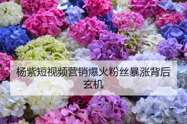 杨紫短视频营销爆火粉丝暴涨背后玄机